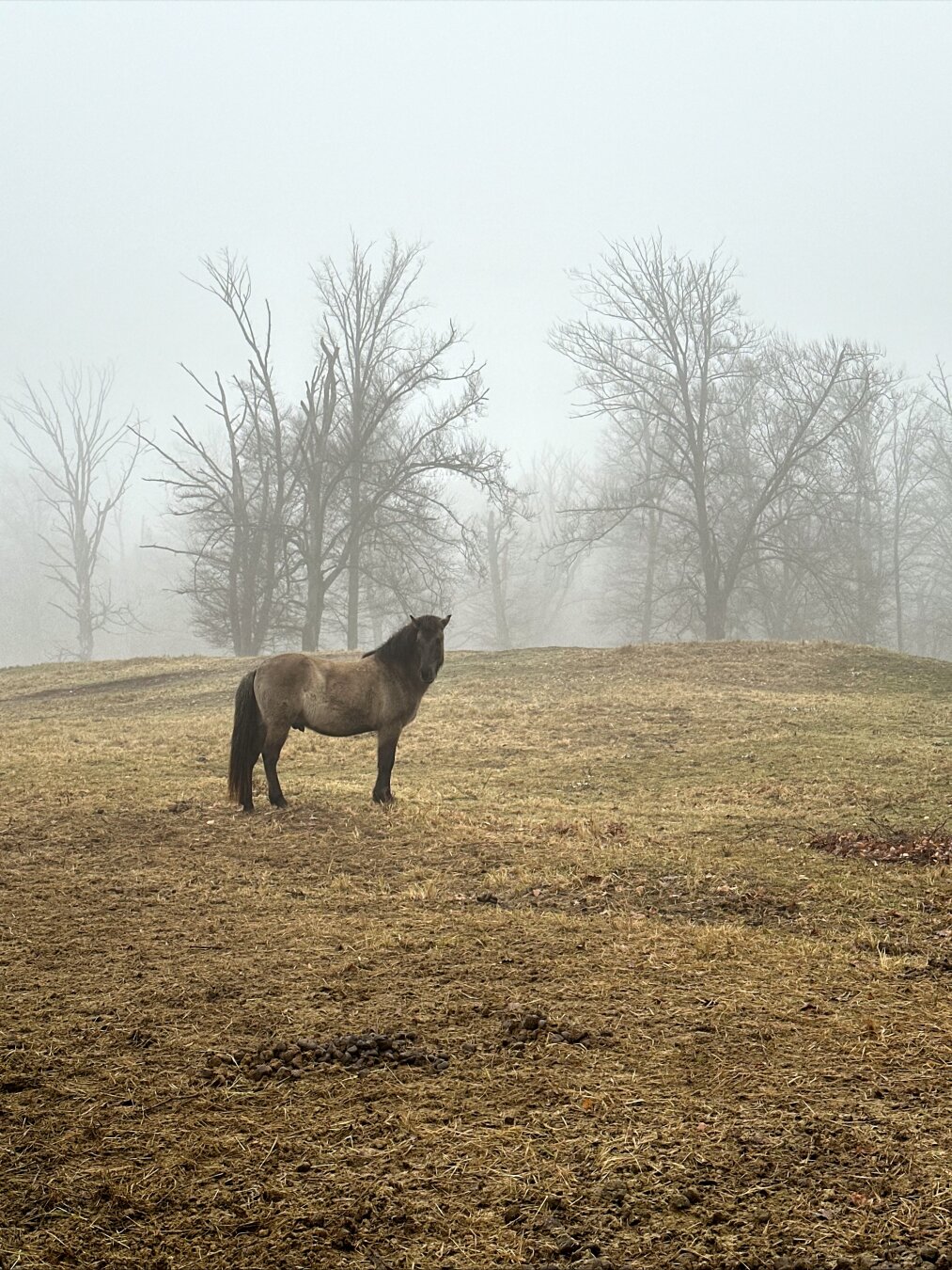 A horse is standing in yellowed grass, while foggy trees are visible in the background